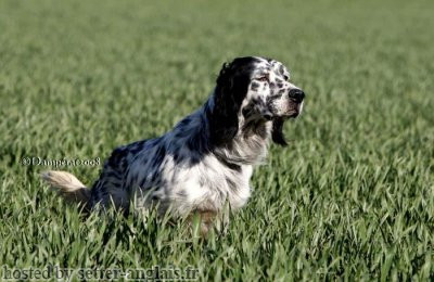 Setter Anglais VAI DES TUCS LANDAIS Setter Anglais VAI DES TUCS LANDAIS